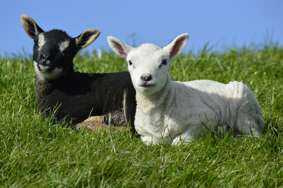 2 lambs in the grass related to Lambs and Ivy Baby Bedding: A Comprehensive Guide