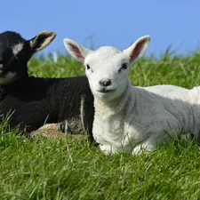 2 lambs in the grass related to Lambs and Ivy Baby Bedding: A Comprehensive Guide