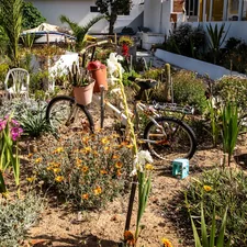 A bicycle with a plant basket in a dry garden related to Discover the Charm of Bed and Breakfasts in Eureka, CA