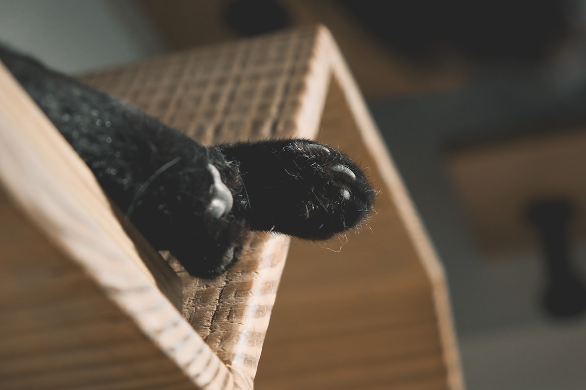 a black and white bat related to The Perfect Companion: Help Your Pet Navigate to Your Bed