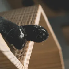 a black and white bat related to The Perfect Companion: Help Your Pet Navigate to Your Bed