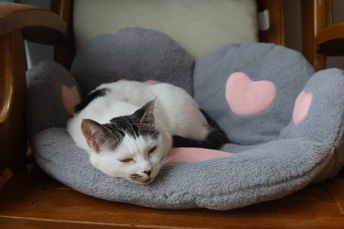 a black and white cat sleeping in a cat bed related to Pampering Your Feline Friend: The World of Fancy Cat Beds