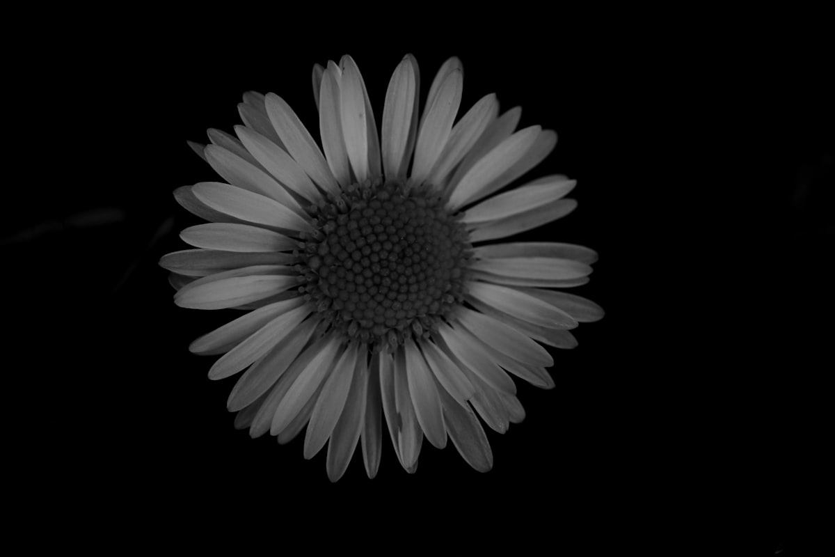 A black and white daisy against a dark background related to Elegance in Simplicity: Black and White Striped Window Valance