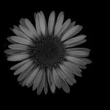 A black and white daisy against a dark background related to Elegance in Simplicity: Black and White Striped Window Valance