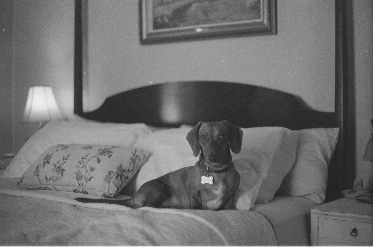 a black and white photo of a dog sitting on a bed related to Sleep Tight Dog Bed Nightstand: Perfect Bedroom Companion