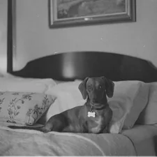 a black and white photo of a dog sitting on a bed related to Sleep Tight Dog Bed Nightstand: Perfect Bedroom Companion