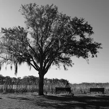 A black and white photo of a tree in a field related to Charming Escapes in Mount Dora