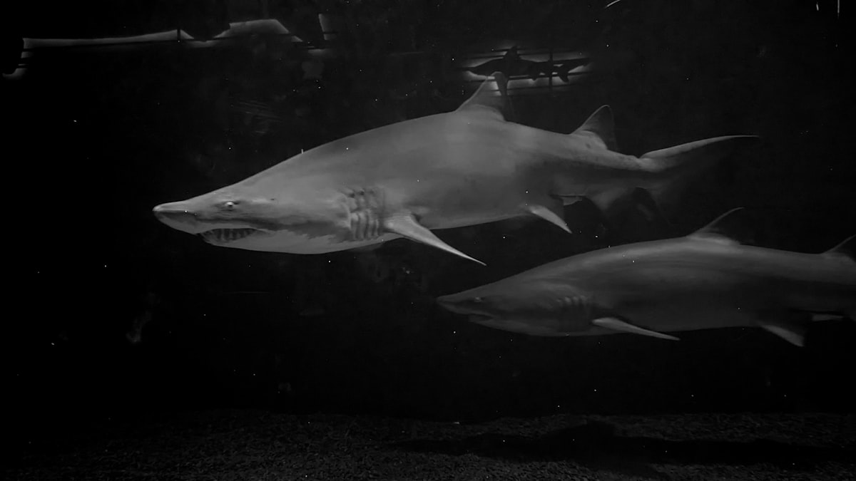 a black and white photo of two sharks related to The Rise of Shark Vacuum Cleaners at Bed Bath & Beyond