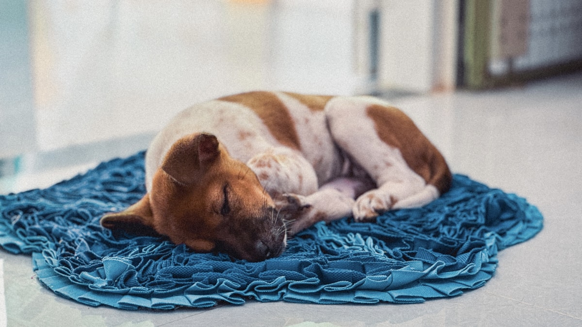 a brown and white dog laying on top of a blue blanket related to Preventing Dog Bed Sores: A Guide for Pet Parents
