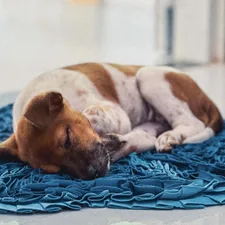 a brown and white dog laying on top of a blue blanket related to Preventing Dog Bed Sores: A Guide for Pet Parents