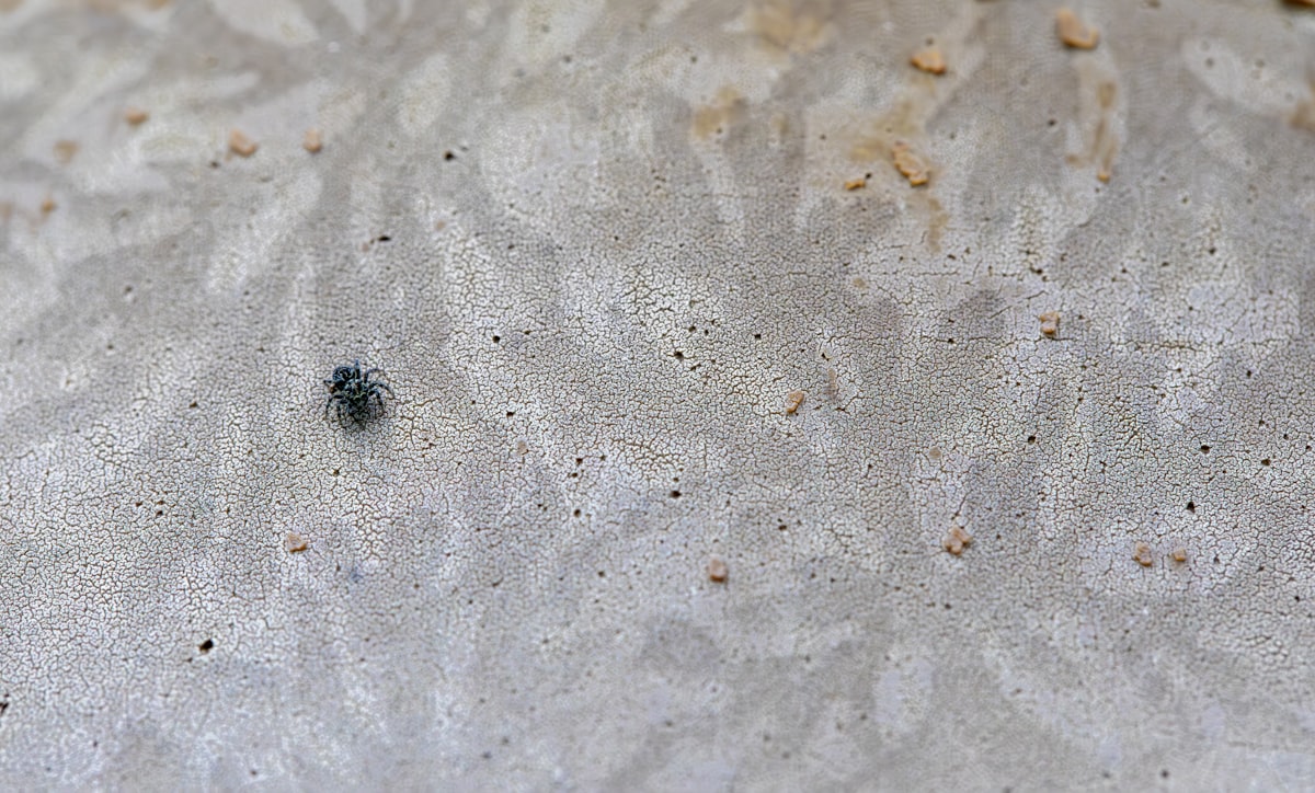 a bug crawling in the sand on a beach related to A Closer Look: Uncovering the Hidden World of Pictures of Bed Bugs