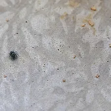 a bug crawling in the sand on a beach related to A Closer Look: Uncovering the Hidden World of Pictures of Bed Bugs