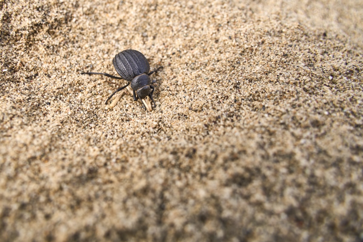 a bug crawling in the sand on a beach related to The Mystifying World of Bed Bugs: What Causes Them