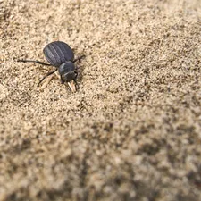 a bug crawling in the sand on a beach related to The Mystifying World of Bed Bugs: What Causes Them