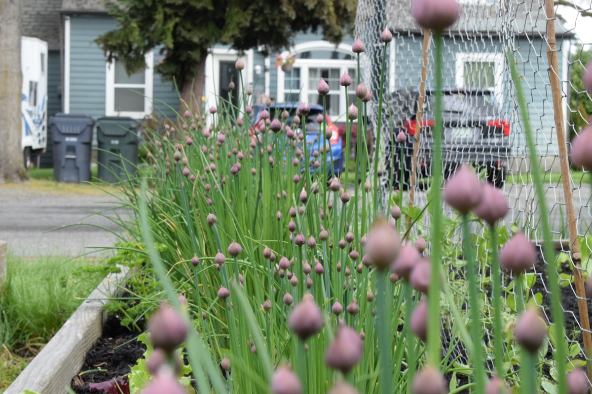 a bunch of flowers that are in the grass related to The Ultimate Guide to Raised Bed Garden Layouts for Every Gardener