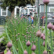 a bunch of flowers that are in the grass related to The Ultimate Guide to Raised Bed Garden Layouts for Every Gardener