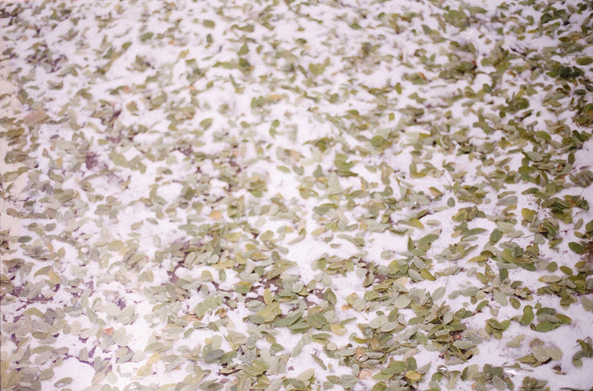 a bunch of leaves that are on the ground related to Snow Camo Bedding: Bringing the Outdoors Into Your Bedroom