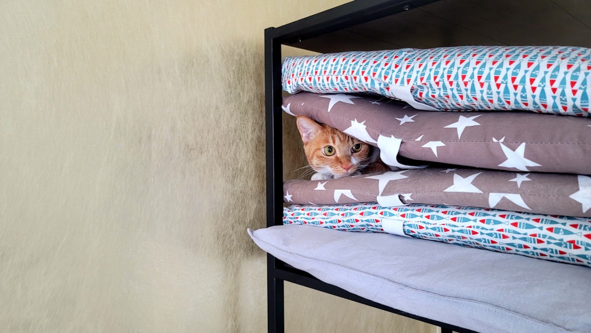 A cat hiding between the pillows piling up in a shelf related to Ultimate Guide to Futon Bunk Beds with Mattress Included