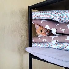 A cat hiding between the pillows piling up in a shelf related to Ultimate Guide to Futon Bunk Beds with Mattress Included