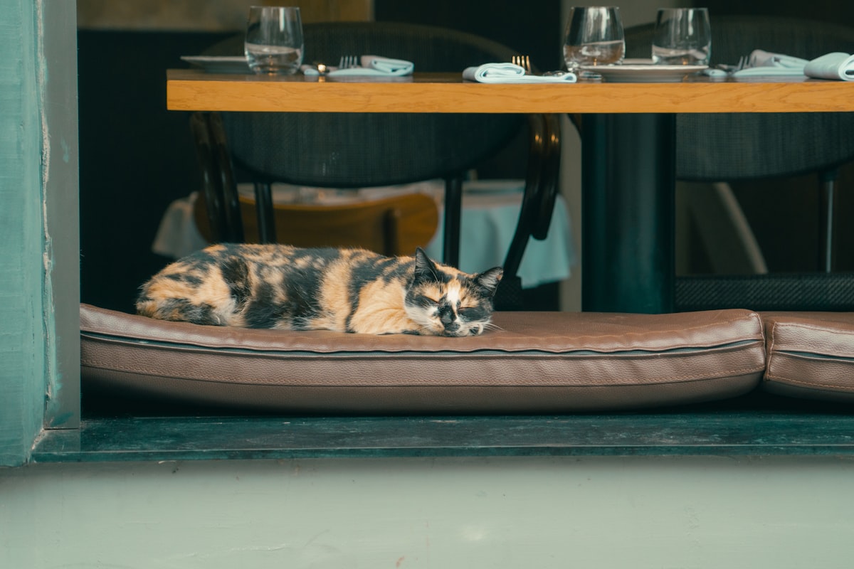A cat laying on a cushion in a window related to Comfortable and Stylish Resting Solutions for Your Dog
