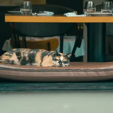 A cat laying on a cushion in a window related to Comfortable and Stylish Resting Solutions for Your Dog