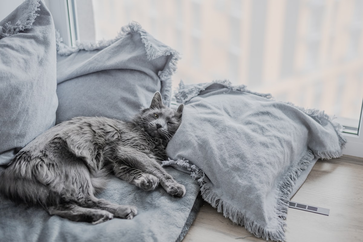 a cat laying on top of a bed next to a window related to Best Grey Coverlet Sets Reviews