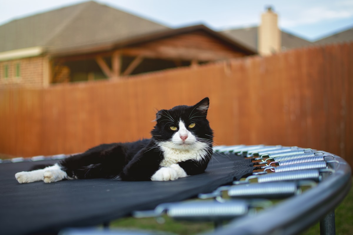 a cat sitting on a blue object related to Explore the Best Deals on Trampoline Beds