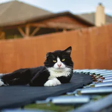 a cat sitting on a blue object related to Explore the Best Deals on Trampoline Beds