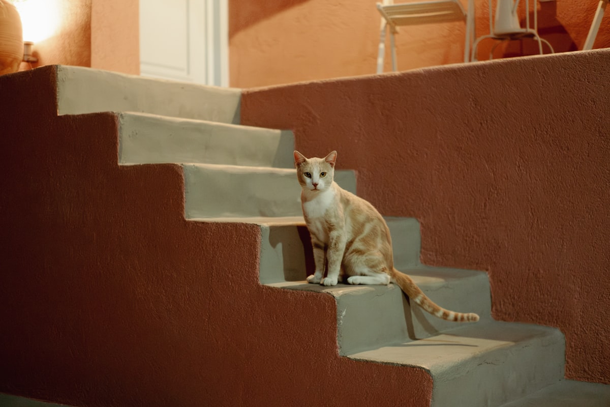 A cat sitting on the steps of a house related to Climbing to Comfy Heights: Cat Stairs for Bed Elevations