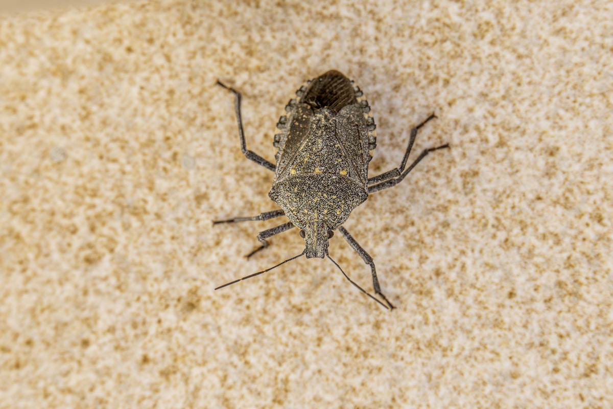 A close up of a bug on a wall related to A Closer Look: Uncovering the Hidden World of Pictures of Bed Bugs