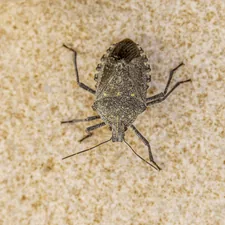 A close up of a bug on a wall related to A Closer Look: Uncovering the Hidden World of Pictures of Bed Bugs