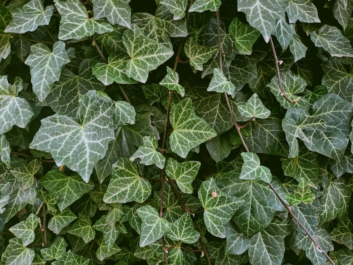a close up of a bunch of green leaves related to Lambs and Ivy Duchess Valance: A Timeless Elegance