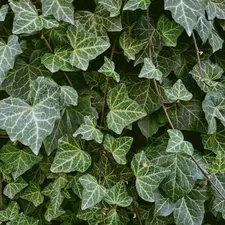 a close up of a bunch of green leaves related to Lambs and Ivy Duchess Valance: A Timeless Elegance