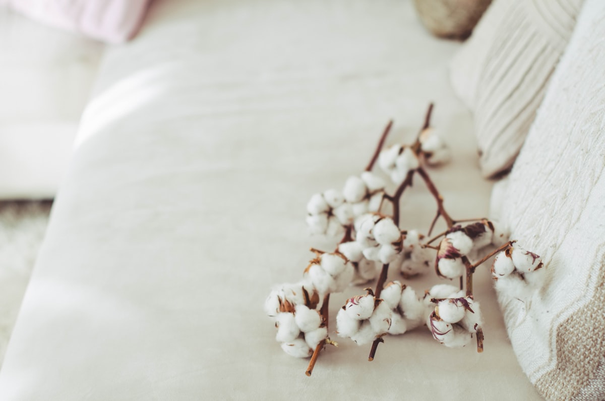 a close up of a flower related to Sleep Better with Organic Cotton Bedding: The Natural Choice for a Restful Night