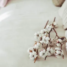 a close up of a flower related to Sleep Better with Organic Cotton Bedding: The Natural Choice for a Restful Night