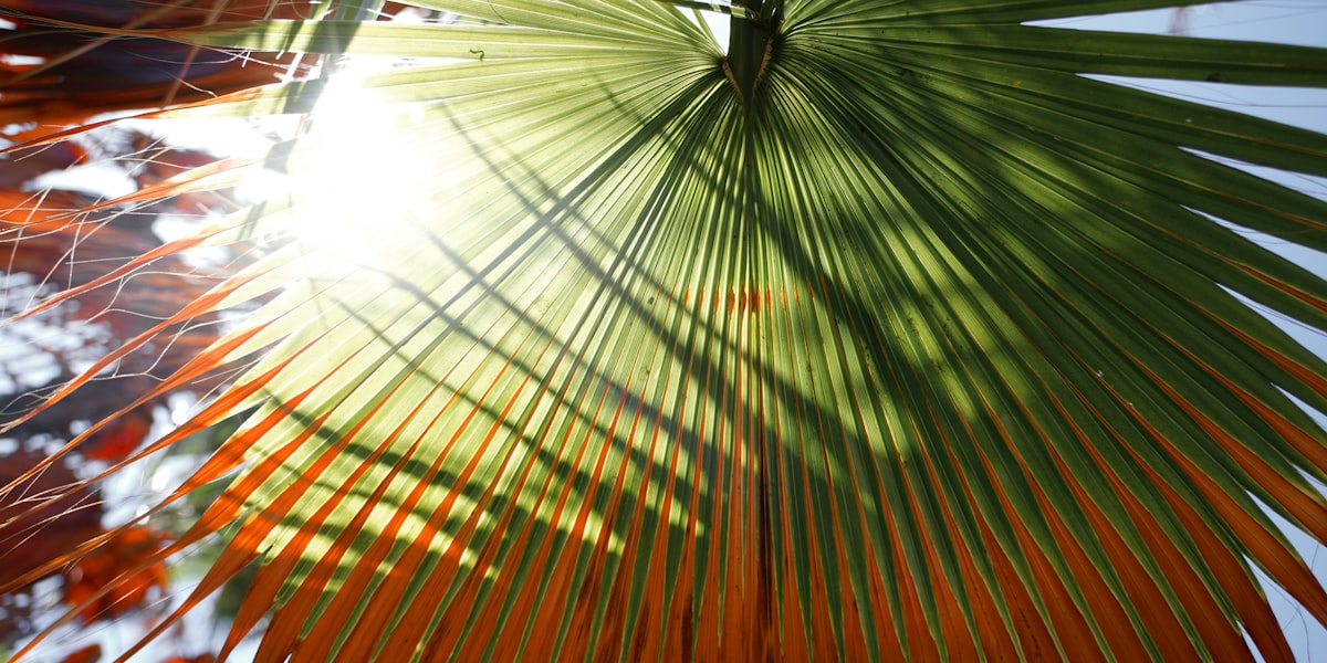 a close up of a palm tree related to Palm Tree Valance: Adding Tropical Flair to Your Windows