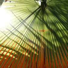 a close up of a palm tree related to Palm Tree Valance: Adding Tropical Flair to Your Windows