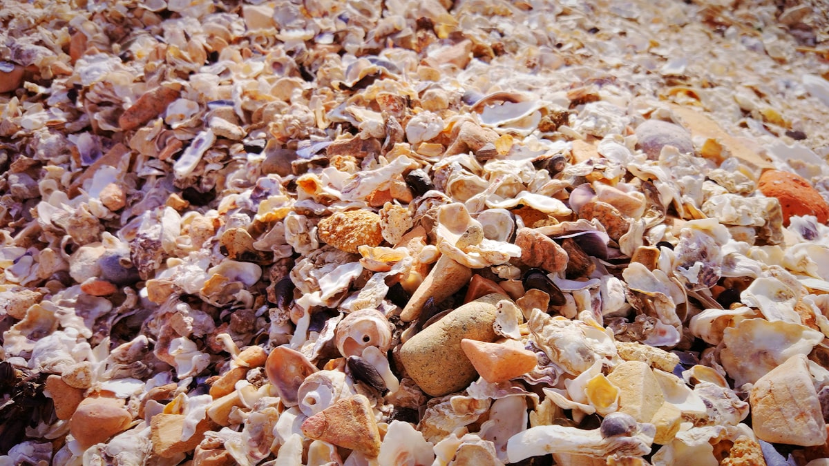 a close up of a pile of shells related to The Ultimate Seashell Guest Bedding