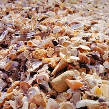 a close up of a pile of shells related to The Ultimate Seashell Guest Bedding