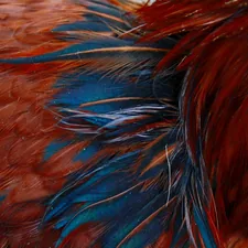 a close up of a red and blue bird's feathers related to Blue Rooster Chimineas: A Breath of Coastal Serenity