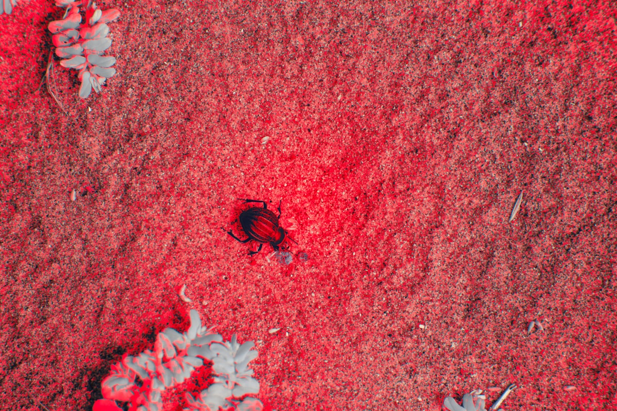 A close up of a red and gray area related to The Unwelcome Guests: A Guide to Bed Bug Stains