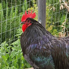 a close up of a rooster near a fence related to Blue Rooster Chiminea Review