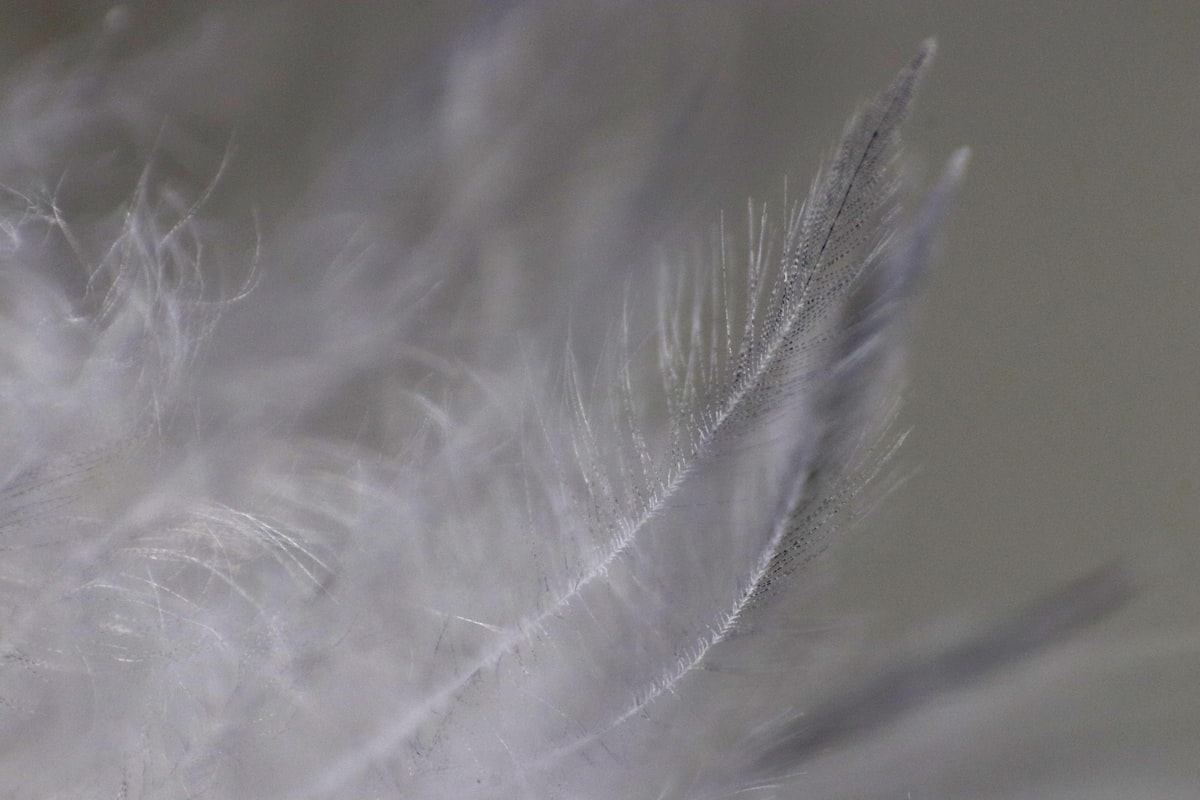 A close up of a white feather on a table related to Transform Your Sleep with a King Size Feather Bed: Luxury and Comfort Combined