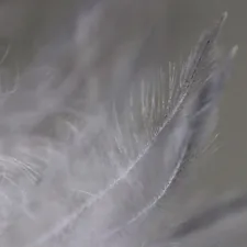 A close up of a white feather on a table related to Transform Your Sleep with a King Size Feather Bed: Luxury and Comfort Combined