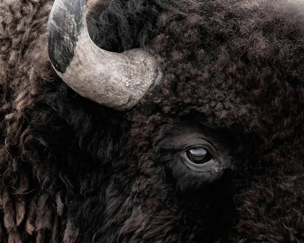 a close up of an animal related to Optimize Sleep & Style with Buffalo Check Bedding