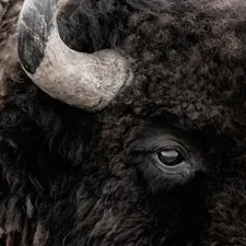 a close up of an animal related to Optimize Sleep & Style with Buffalo Check Bedding