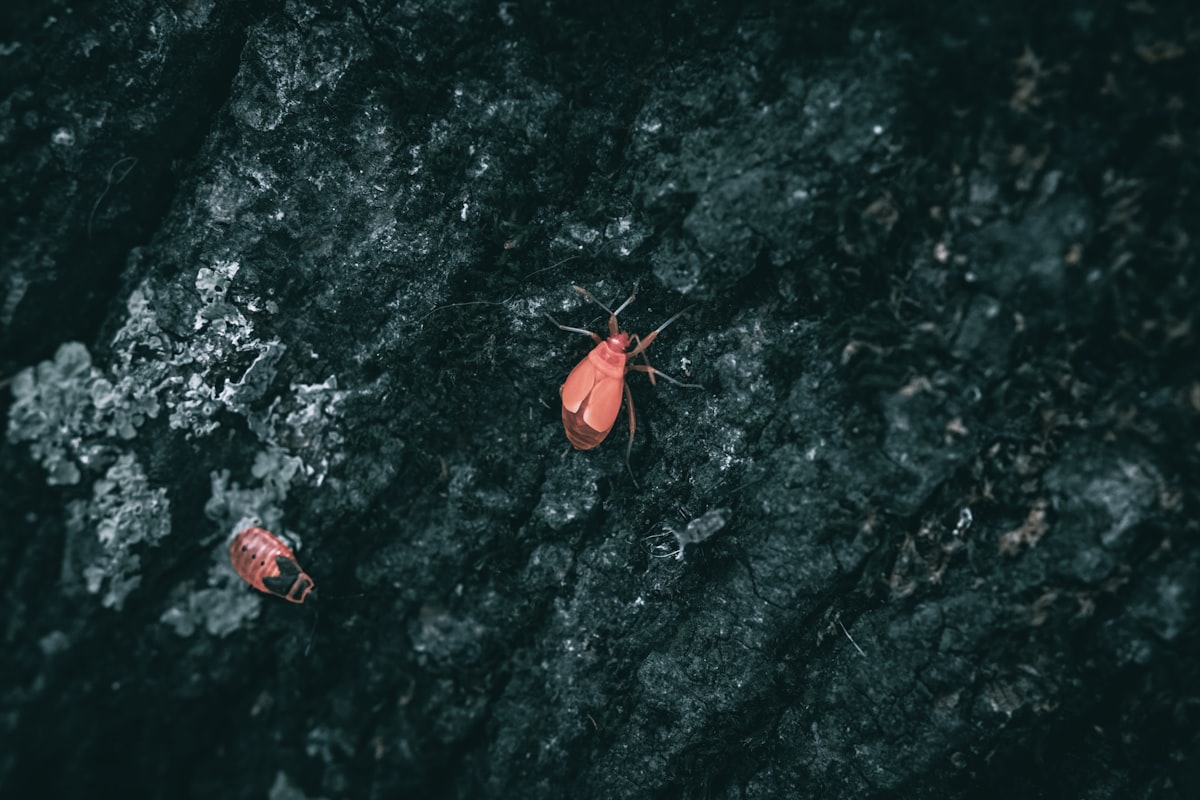 A close up of small red bugs on a tree related to Are Bed Bugs Red? Understanding Their Color and Appearance