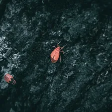 A close up of small red bugs on a tree related to Are Bed Bugs Red? Understanding Their Color and Appearance