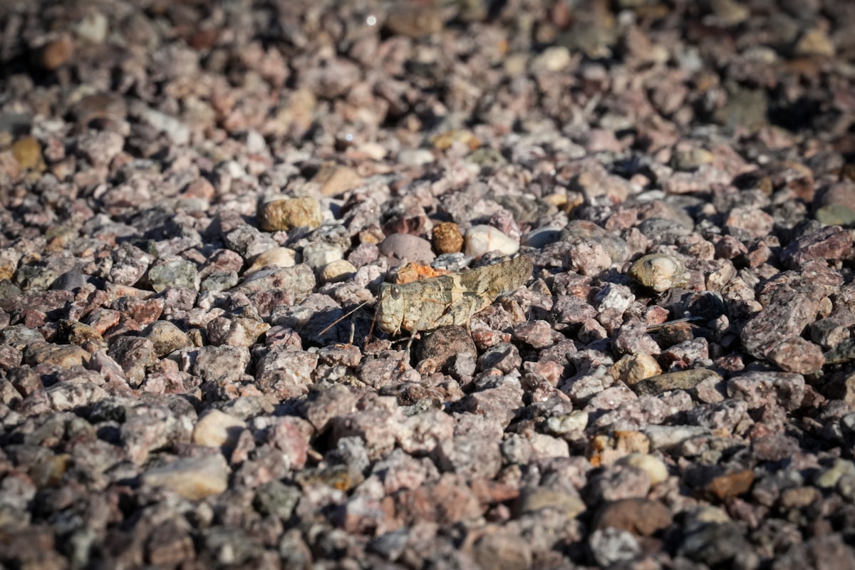a close up of some rocks and gravel related to Bed Bugs in Arizona: A Comprehensive Guide