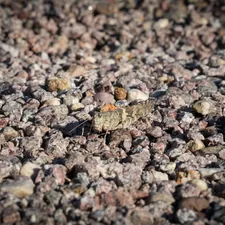 a close up of some rocks and gravel related to Bed Bugs in Arizona: A Comprehensive Guide